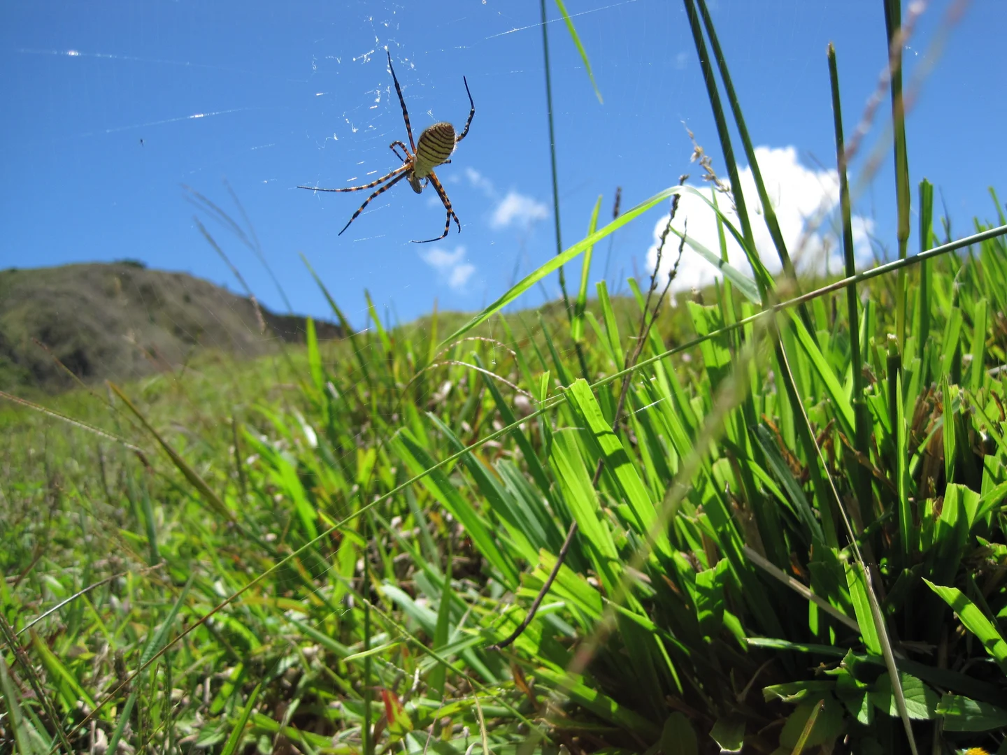 Web grazing