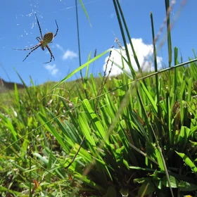 Web grazing