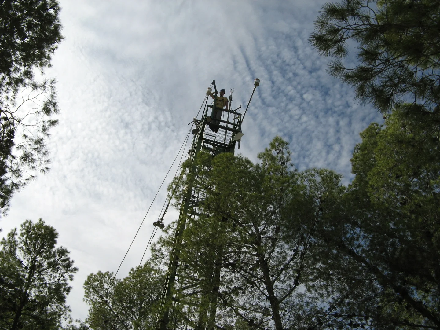 Person stands atop a high tower amidst forested area.