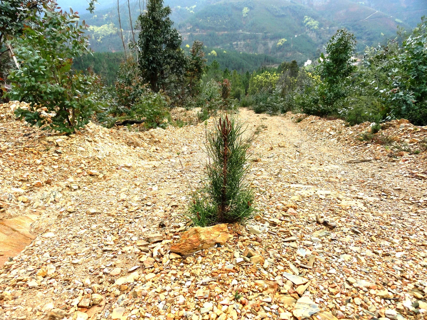 The struggle of the pine.