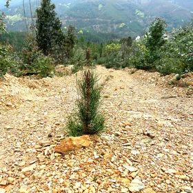 The struggle of the pine.
