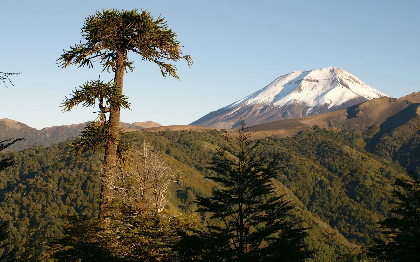 Volcan Lonquimay