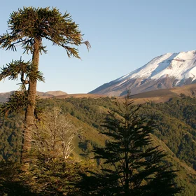 Volcan Lonquimay