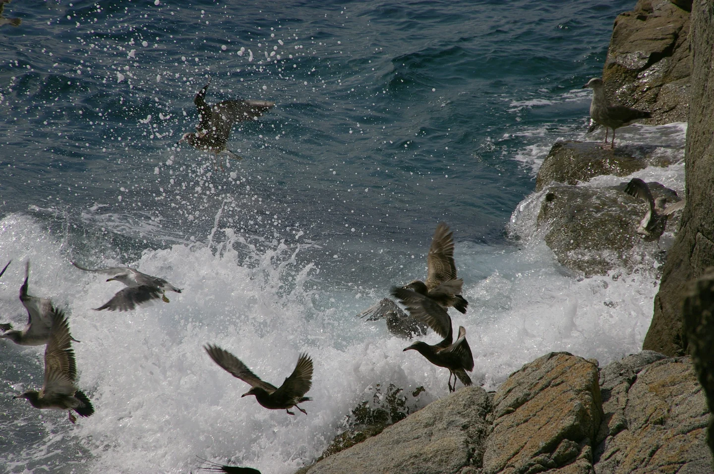 In pursuit of fish