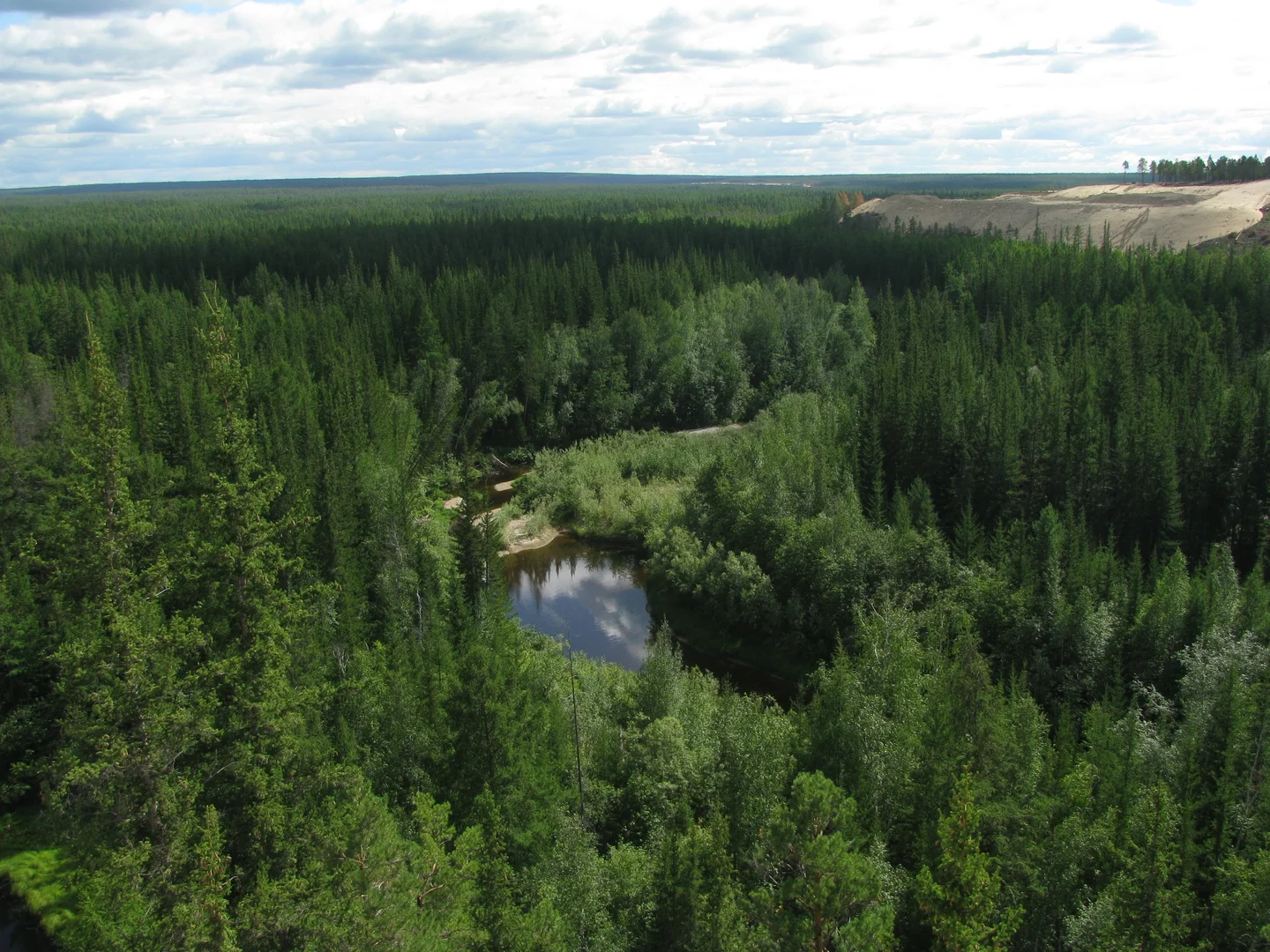 Siberian taiga