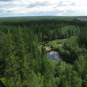 Siberian taiga