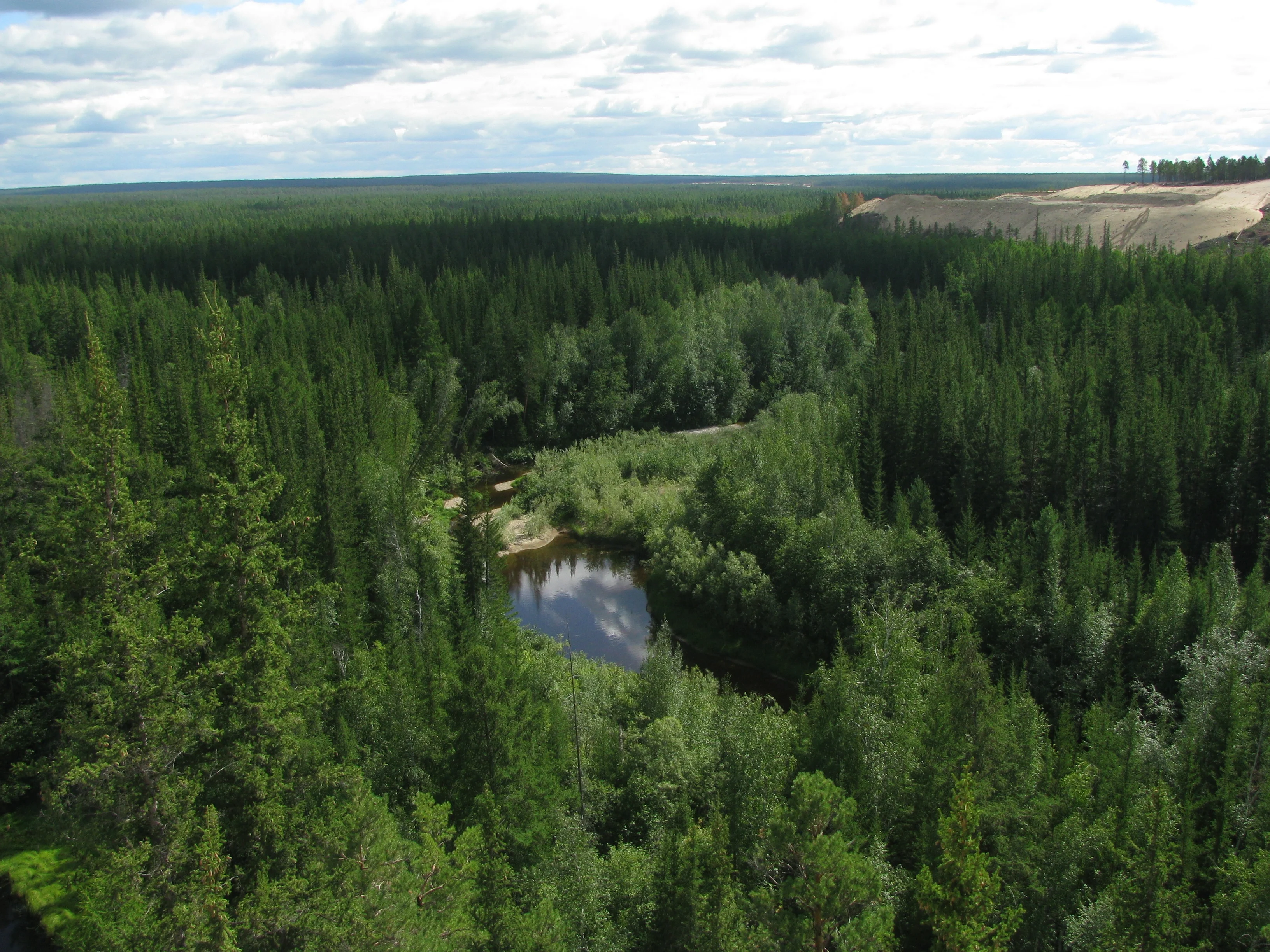 Siberian taiga