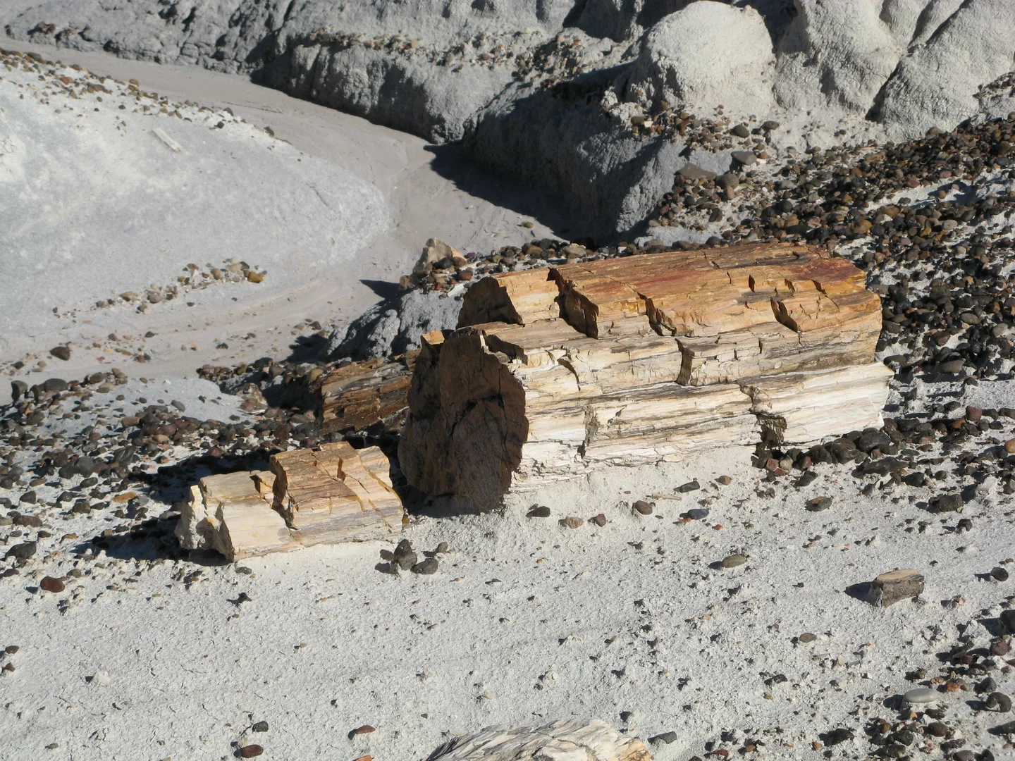 Petrified Tree