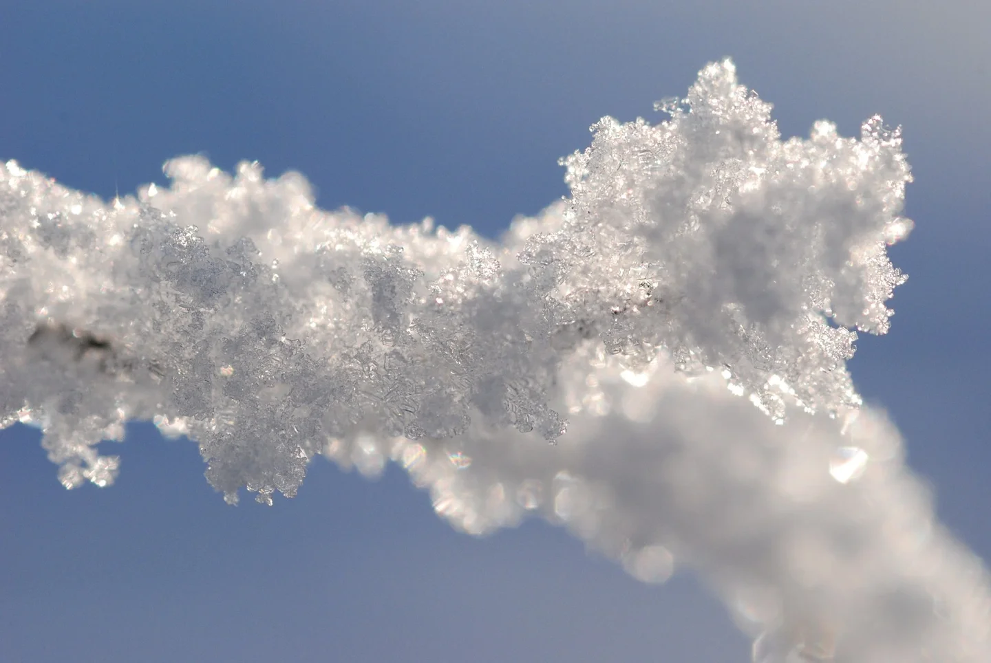 Snowy branch