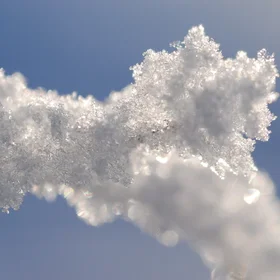 Snowy branch