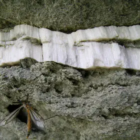 Fibrous gypsum vein with insect