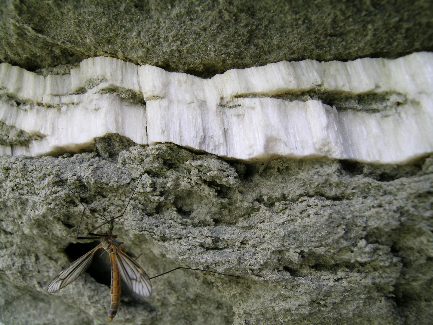 Fibrous gypsum vein with insect