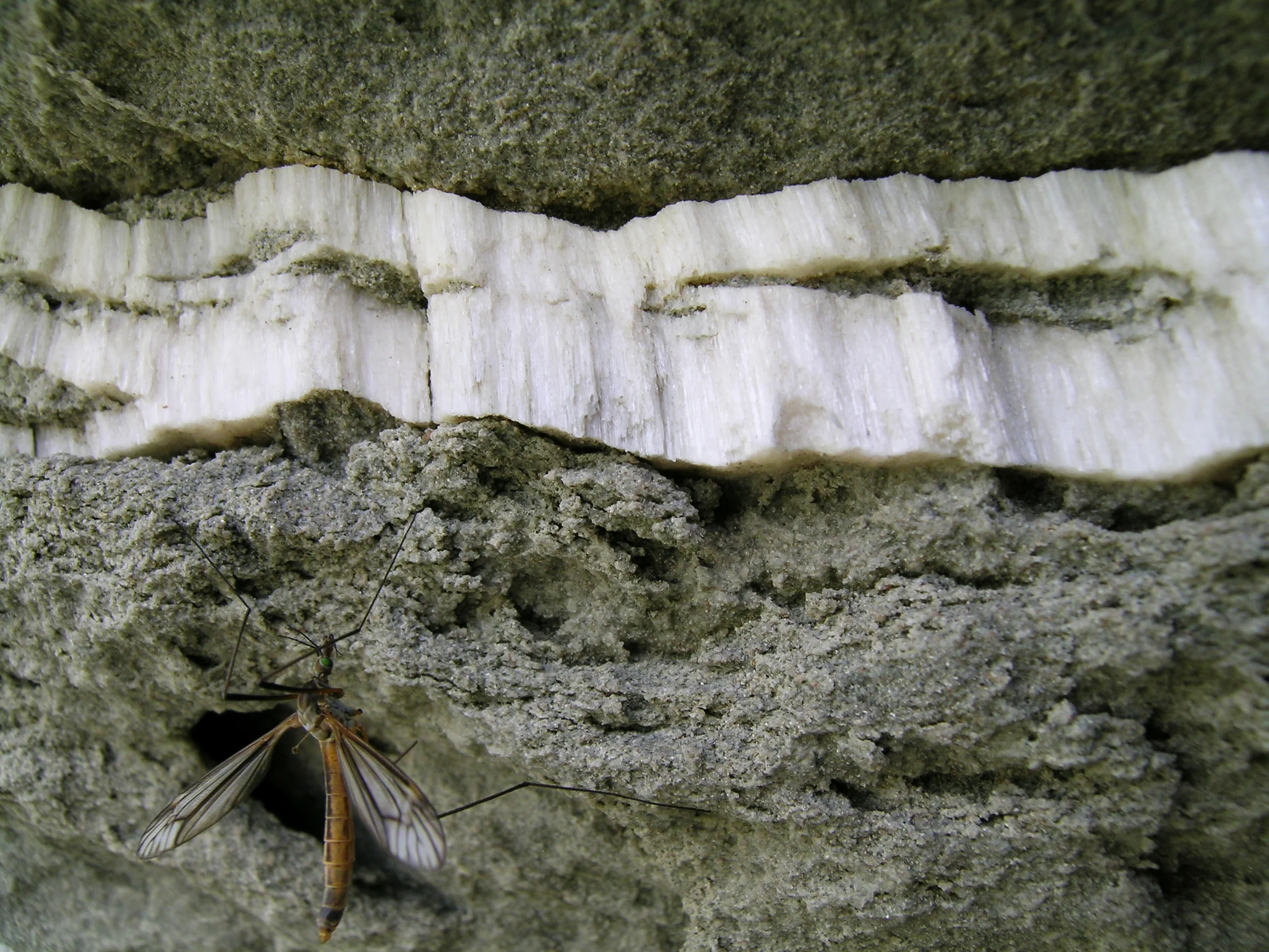 Fibrous gypsum vein with insect