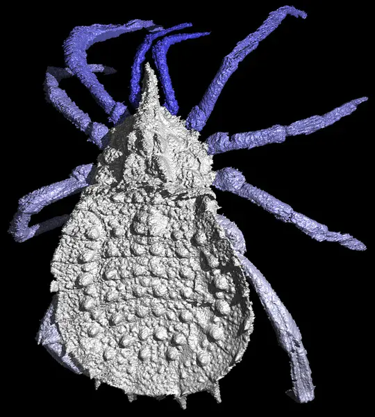 Carboniferous arachnid Eophrynus prestvicii