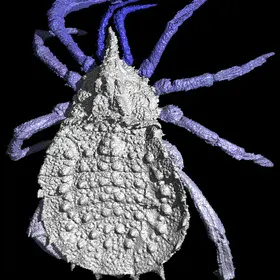 Carboniferous arachnid Eophrynus prestvicii