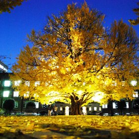Ginko Tree Glowing in Autumn