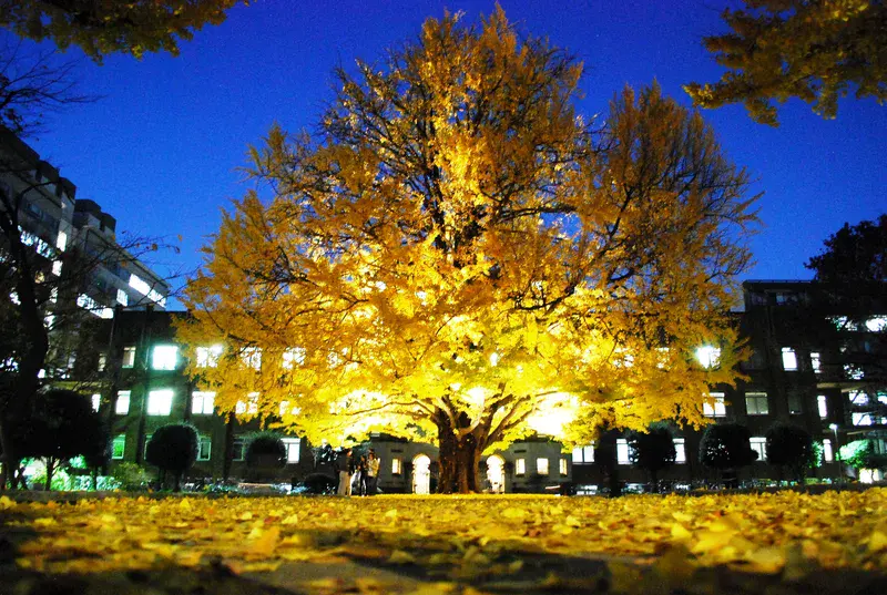 Ginko Tree Glowing in Autumn