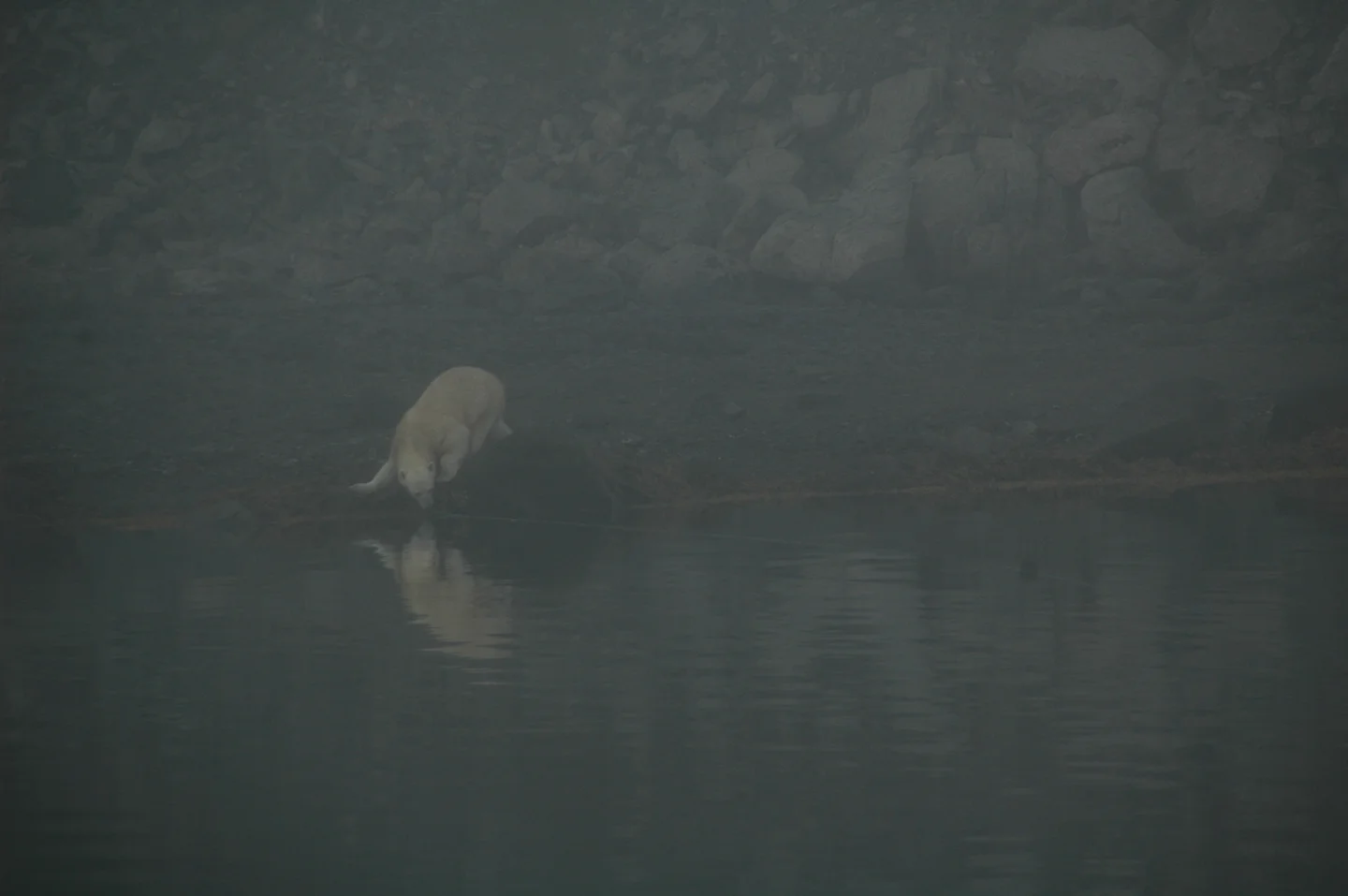 Curious Polar Bear