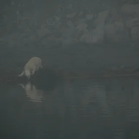 Curious Polar Bear