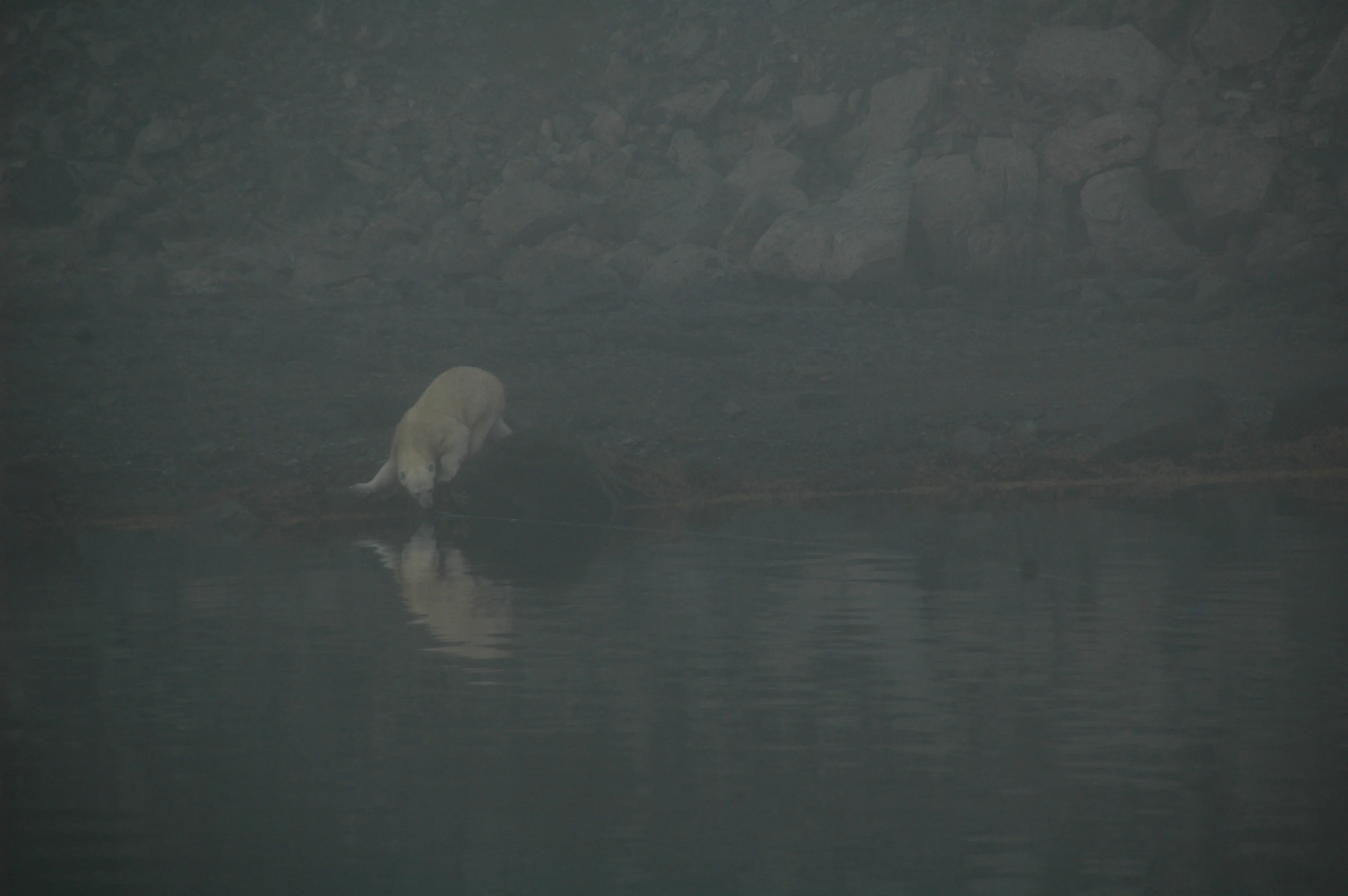 Curious Polar Bear
