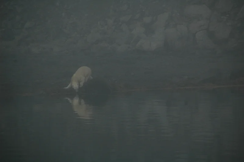 Curious Polar Bear