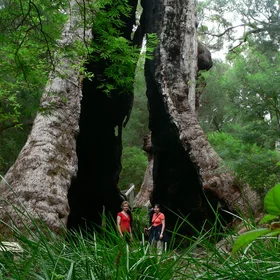 Just A Tingle Tree