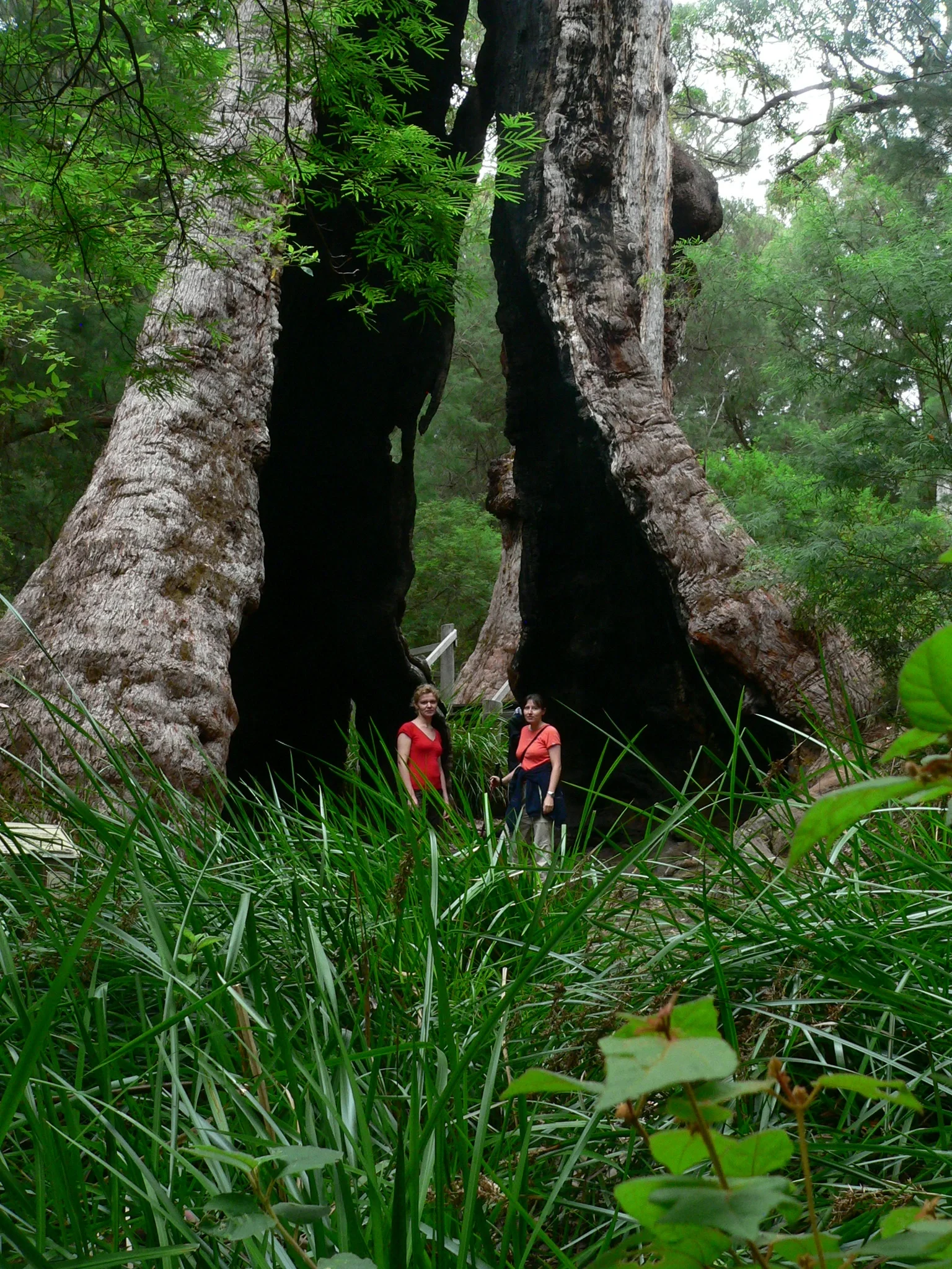 Just A Tingle Tree