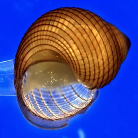 Marine Gastropod