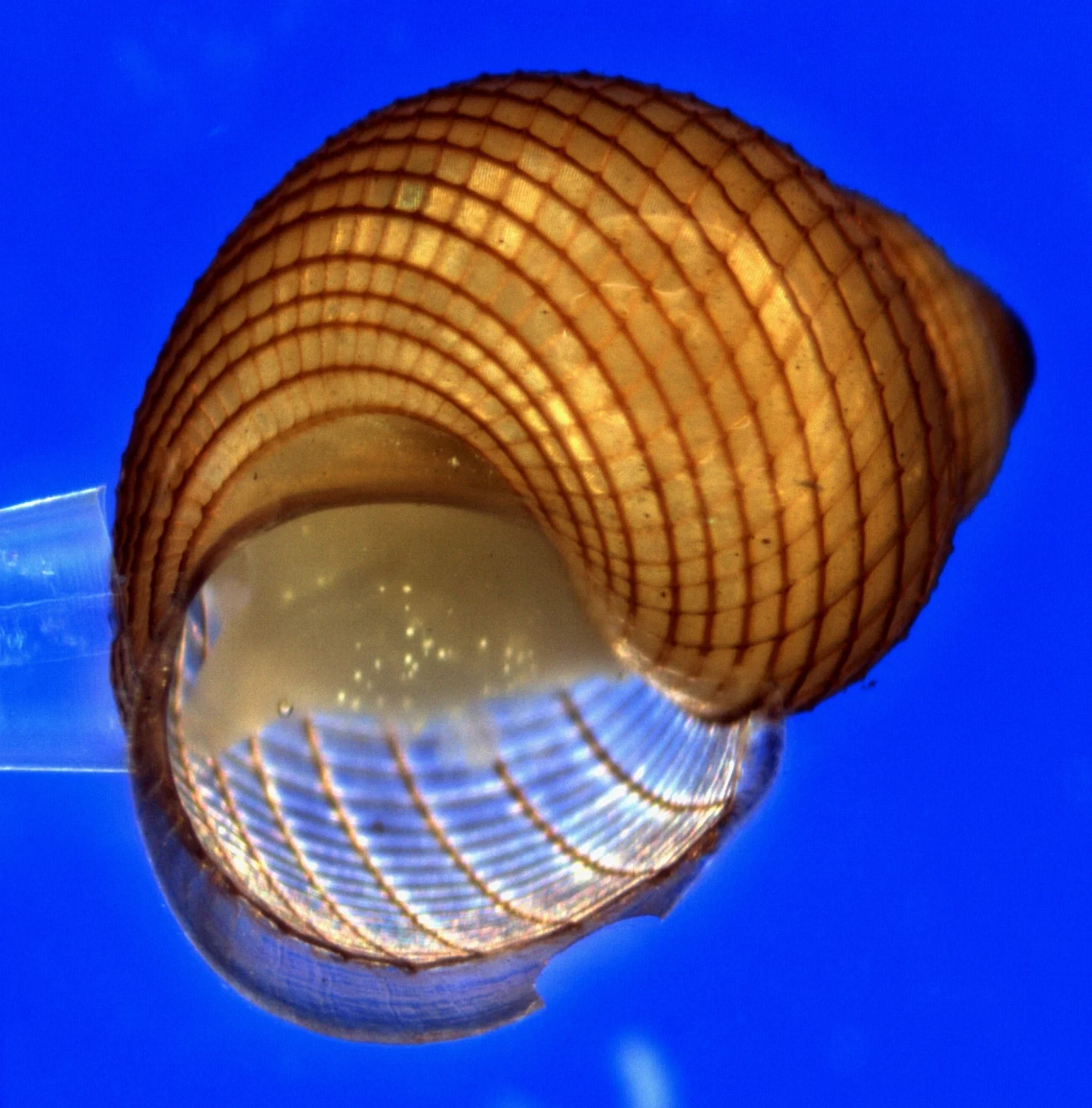 Marine Gastropod