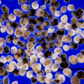 Globorotalia truncatulinoides