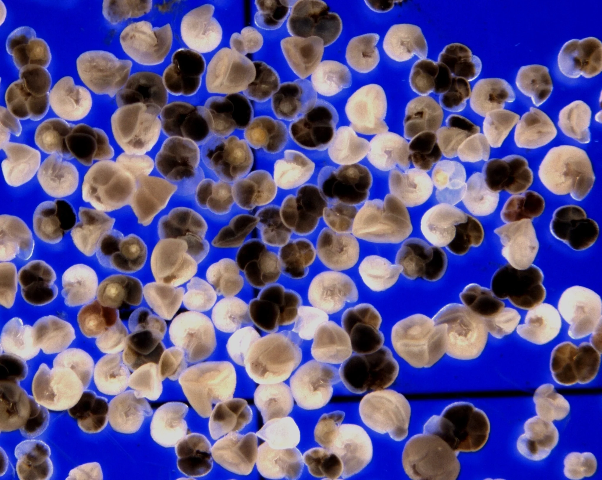 Globorotalia truncatulinoides