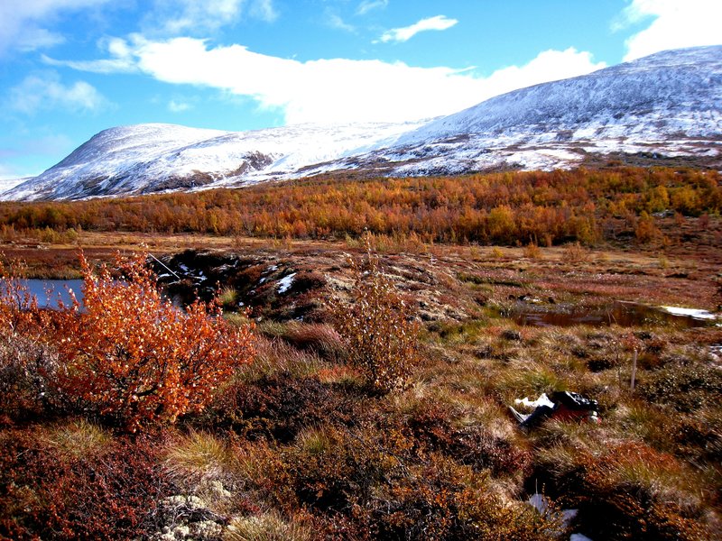 Palsa in autumn