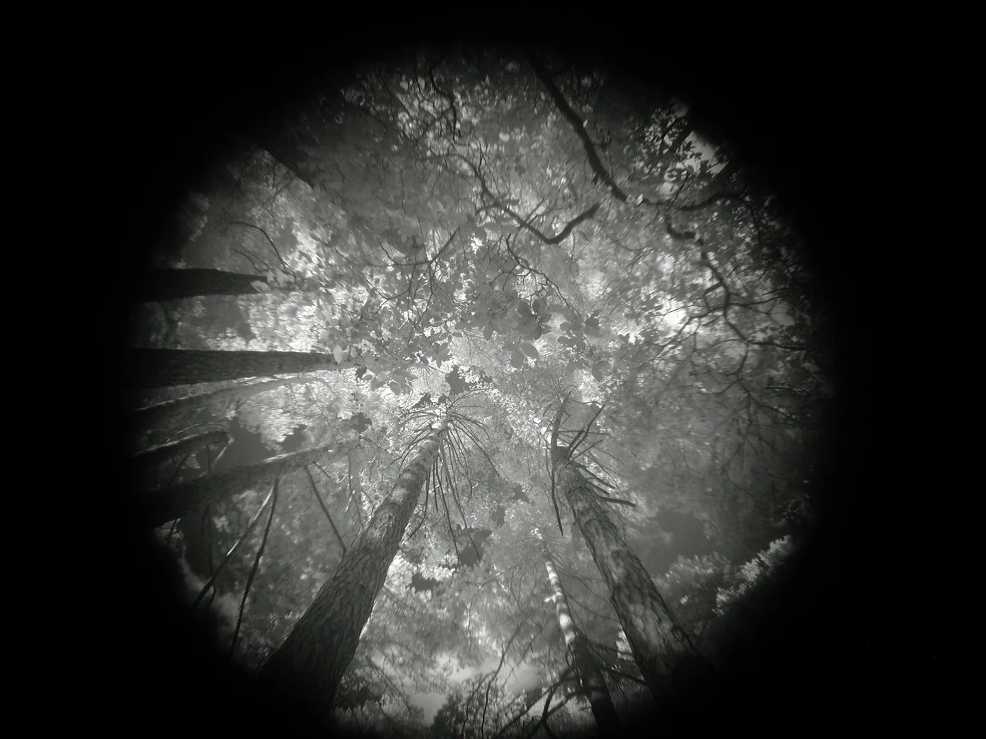 Beyond the visible canopy