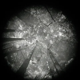 Beyond the visible canopy