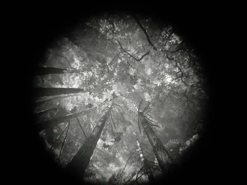 Beyond the visible canopy
