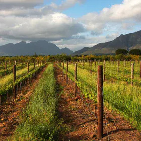 Agriculture - Stellenbosch