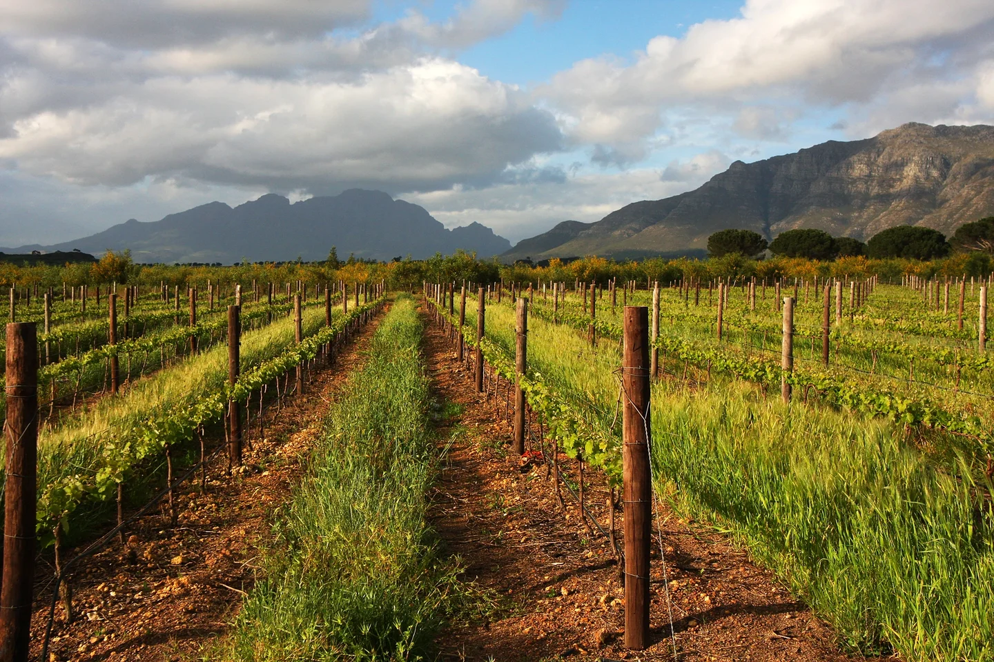 Agriculture - Stellenbosch