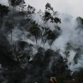 Forest fires