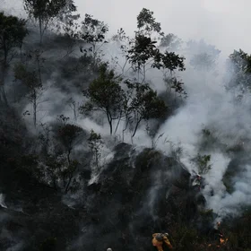 Forest fires