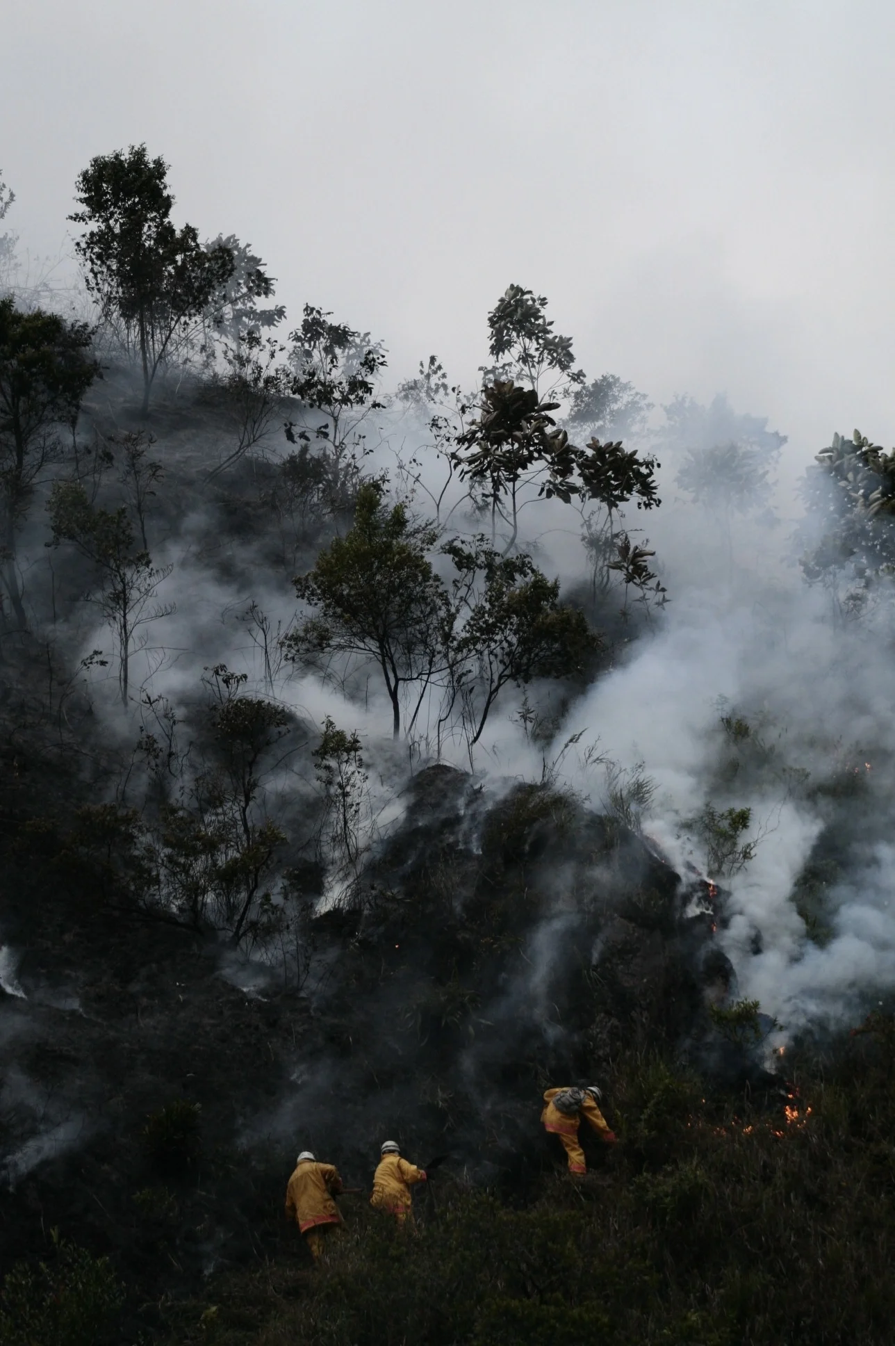 Forest fires