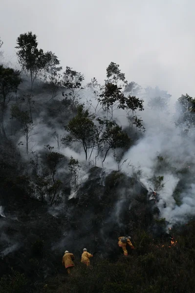 Forest fires
