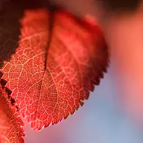 Time to leaf