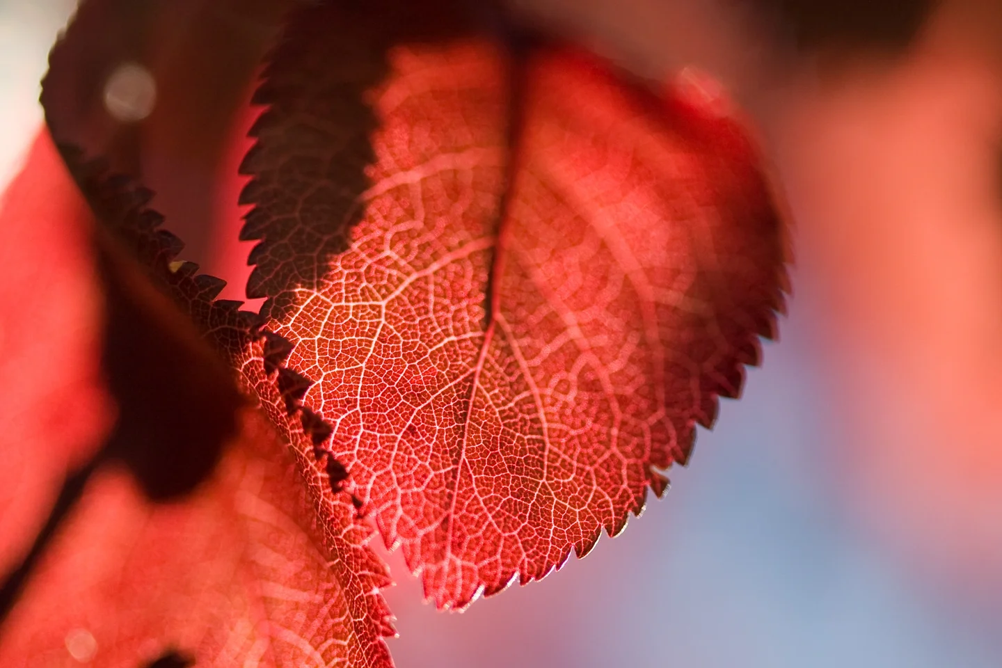 Time to leaf