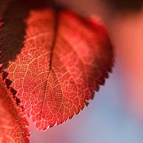 Time to leaf