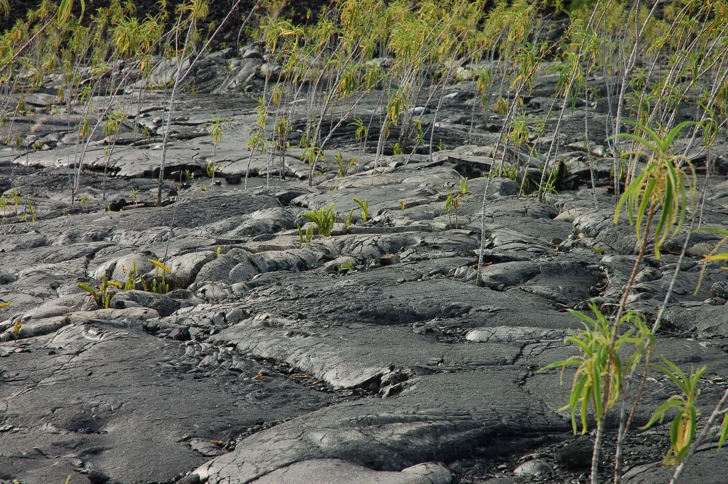Vegetation regrowth on lava