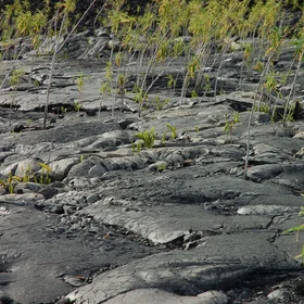 Vegetation regrowth on lava