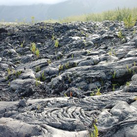 Vegetation regrowth on lava