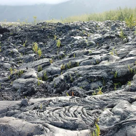 Vegetation regrowth on lava