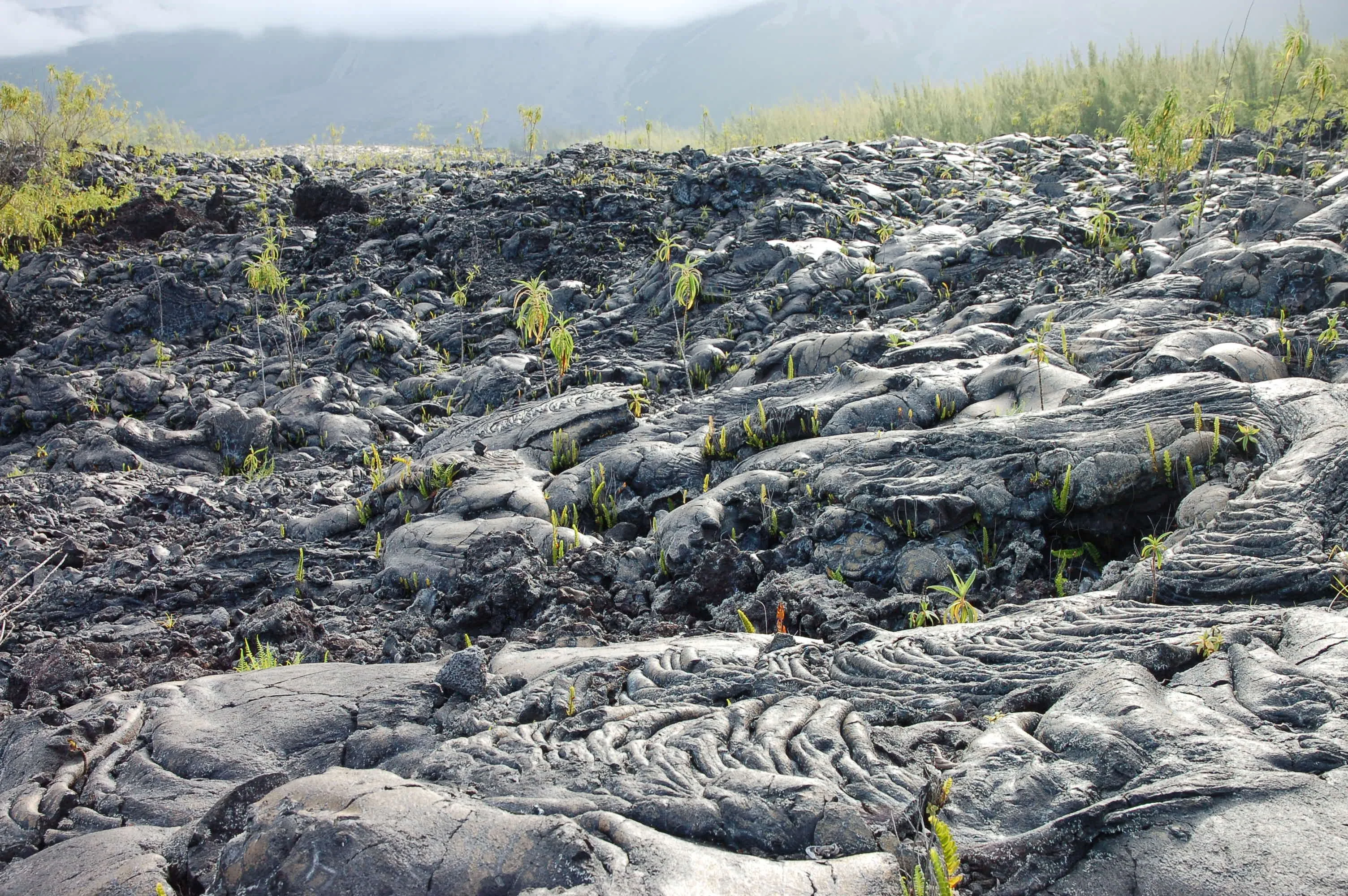 Vegetation regrowth on lava