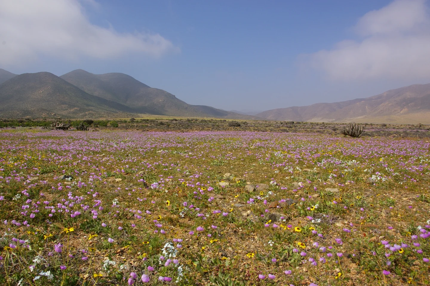Desierto florido